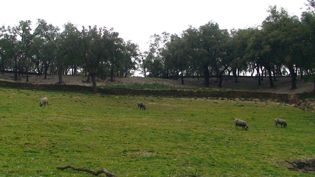 Hotel Apartamento Rural Finca La Media Legua Aracena Eksteriør bilde